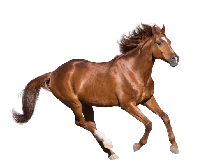 Elite Strides Footer 1